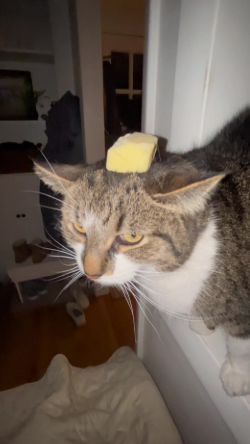 Butter the adventurer